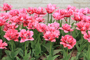 Multicolored tulips against the background of grass in the park