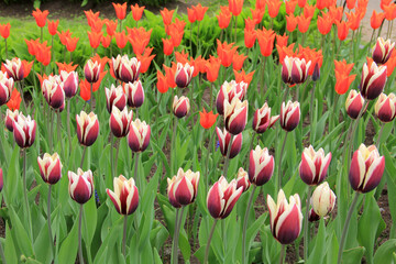 Multicolored tulips against the background of grass in the park