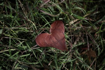 Feuille en coeur