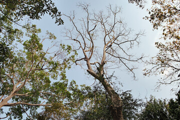 Background with branches of tall tropical trees and the blue sky from bottom view in Cambodia