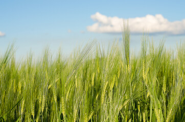 Ears of rye and wheat growing