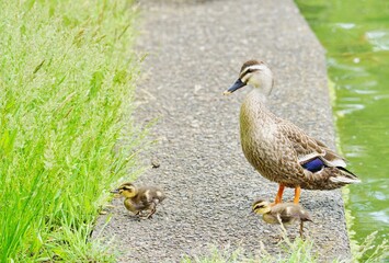 Fototapeta premium カルガモの親子