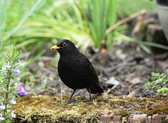 Common blackbird