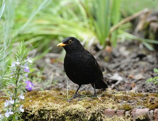 Common blackbird