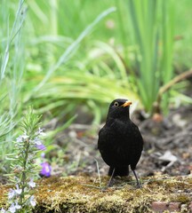 Common blackbird