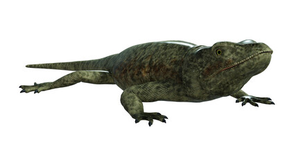 3D rendering of a green chuckwalla on White