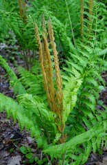 Naklejka premium Cinammon Fern