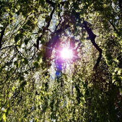 Obraz premium Sonnenschein