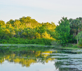 A beautiful day to see the reflection of the trees on the lake at John S. Taylor Park in Largo, Florida.
