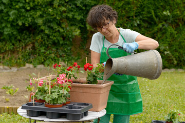 Woman in a straw hat watering geraniums