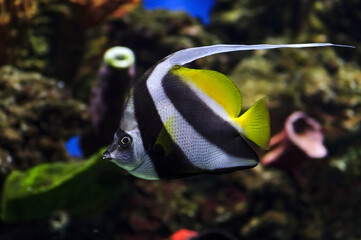 Moorish idol fish with striped pattern on body of yellow, white and black colors swims near stones...