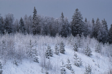 Snow-covered winter forest