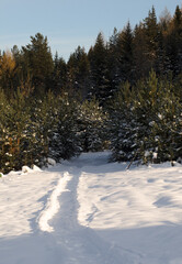 Winter snowpath in the forest