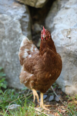 Huhn