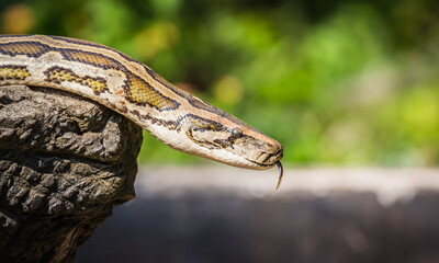 Python reptiles in the zoo
