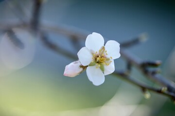 Fleur d'amandier