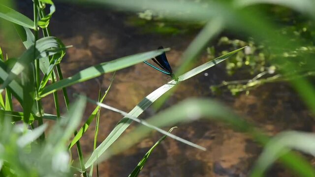 Libellule sur une herbe luttant contre le vent au bord d'une rivi&egrave;re