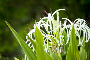 The light green pollen has a natural backdrop.