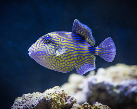 Blue Lined Trigger  fish