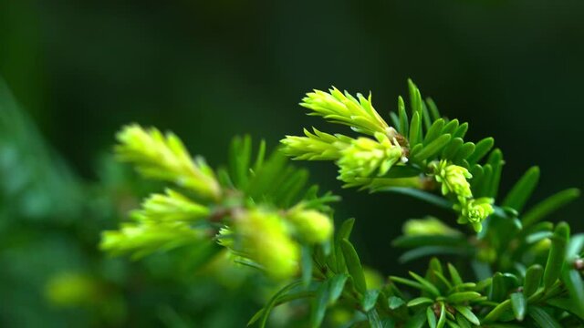 Closeup of a pinetree branch outdoors