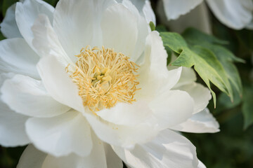 Fototapeta premium White Peony