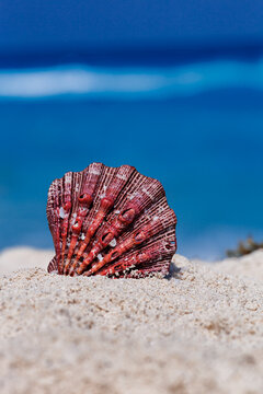 Sea shell on tropical sandy beach with blue sea as a background in Cancun