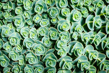 Green nature background 