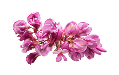 Fototapeta na wymiar Pink acacia flowers