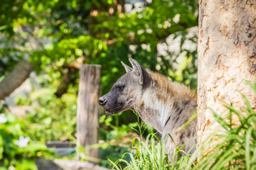 Awesome wildlife hyenas
