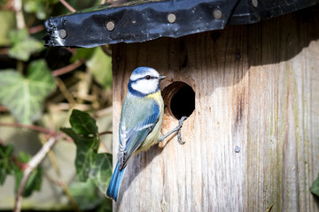 Obraz premium Blue tit at a birdhouse