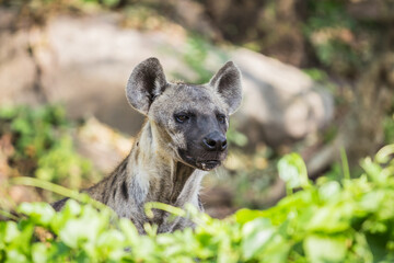 Obraz premium Awesome wildlife hyenas 