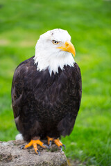 Portrait of a bald eagle on grass.