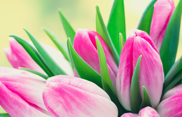 Obrazy  Wiosenne kwiaty. Bukiet tulipanów na tle bokeh.