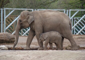 Mother and baby elephant walking