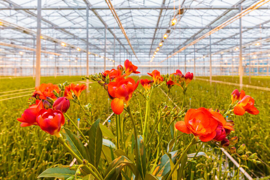 Blooming red freesia plants in a dutch greenhouse