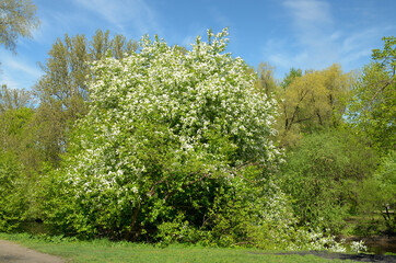 The natural landscape in the spring.