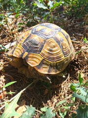 turtle the animal kingdom.