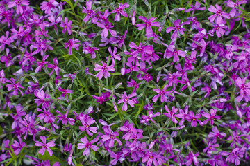 Background of lilac phlox
