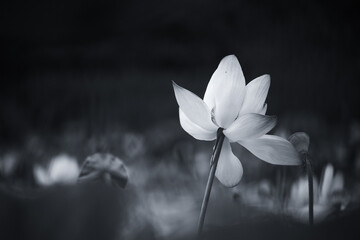 Monochrome lotus
