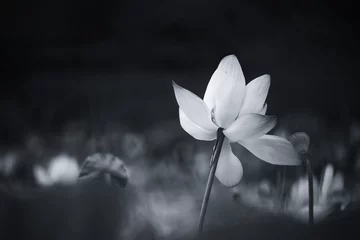Foto auf Leinwand Monochrome lotus © Avijit