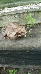 Frog in old greenhouse 