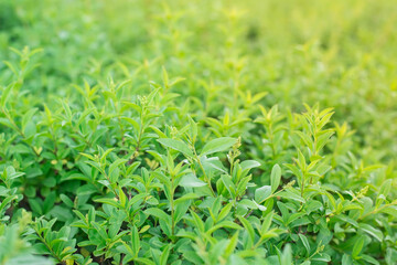 Green bush leaves on the message frame, background, texture. Horizontal Frame