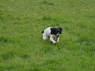 Fototapeta premium Springer spaniel running in the countryside