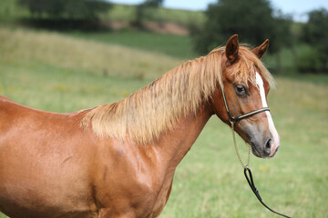 Beautiful welsh pony on pasturage