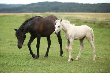 Beautiful foal with mare on pasturage