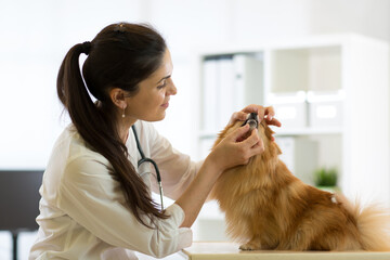 Female veterinarian examining teeth of Spitz dog in clinic