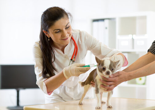 young vet doctor giving vaccination injection to pet dog
