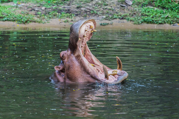 Fototapeta premium Hippopotamus in the water 