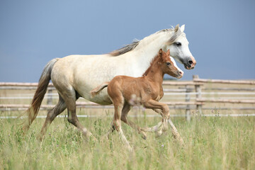 Amazing foal with its mother