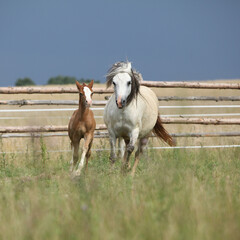 Amazing foal with its mother